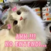 💞🐈MICHIS 😻✨ 14