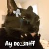 Gatos memes random🐈‍⬛🐱 5