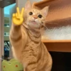Gatinhos memes 9