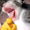 Gatinhos memes 10