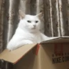 Gatinhos memes 11