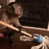 Monitos Random! 🐒 6