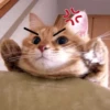 Gatos memes random🐈‍⬛🐱 6