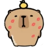 capibara 8