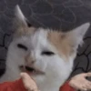 Gatinhos memes 12
