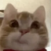 Gatinhos memes 13
