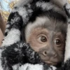 Monitos Random! 🐒 12