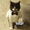 Gatos memes random🐈‍⬛🐱 9