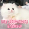 💞🐈MICHIS 😻✨ 20