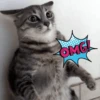 Gatos memes random🐈‍⬛🐱 10
