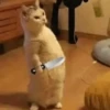 Gatinhos memes 14