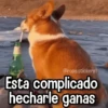 Memes con Frases #2🧠 16