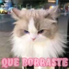 💞🐈MICHIS 😻✨ 23