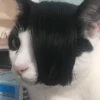 Gatinhos memes 16