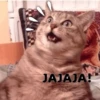 Gatos memes random🐈‍⬛🐱 12