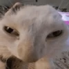 Gatinhos memes 17