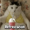 Gatos memes random🐈‍⬛🐱 13