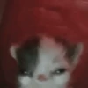 Gatinhos memes 18
