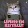 💞🐈MICHIS 😻✨ 24