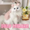 💞🐈MICHIS 😻✨ 25