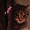 Gatos memes random🐈‍⬛🐱 15