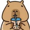 capibara 11