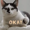 Gatos memes random🐈‍⬛🐱 16