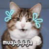 Gatos memes random🐈‍⬛🐱 17