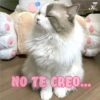 💞🐈MICHIS 😻✨ 26