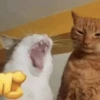 Gatinhos memes 19