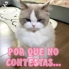 💞🐈MICHIS 😻✨ 27