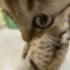Gatinhos memes 20