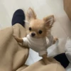 Animais aleatórios 1 5