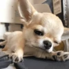 Animais aleatórios 1 6