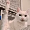 Animais aleatórios 1 7