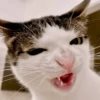 Animais aleatórios 1 8