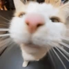 Animais aleatórios 1 10