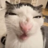 Animais aleatórios 1 11