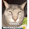 meme kucing 8