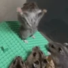 Más Animalitos!  🙊🐕 8