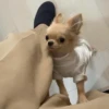Animais aleatórios 1 12