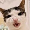Animais aleatórios 1 13