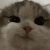 meme kucing 9