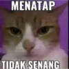 meme kucing 11