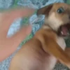 Más Animalitos!  🙊🐕 10