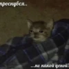Help kittens 7