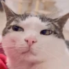 Animais aleatórios 1 15