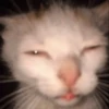 Animais aleatórios 1 16