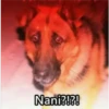 Nanik!?!