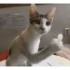 meme kucing 15